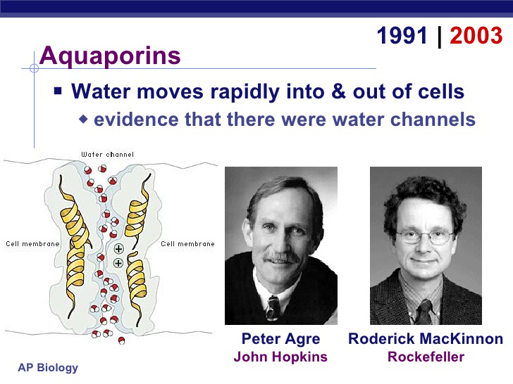 phân tử nước nhỏ thẩm thấu nhanh qua màng tế bào của nước Pi thế giới điện giải